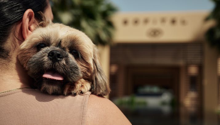 Pawfect Luxury Retreat preview